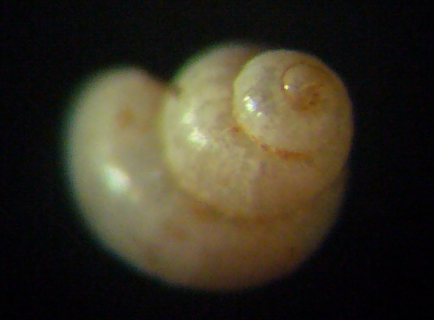 Liostomia mamoi